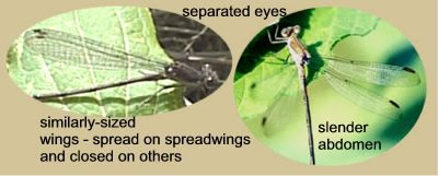 Damselfly Characteristics