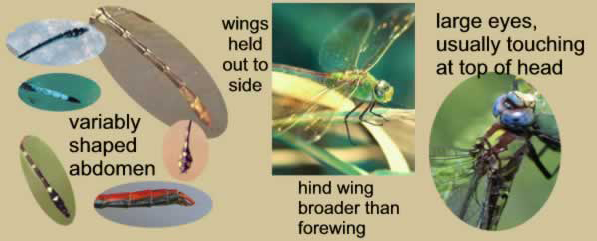 Dragonfly Characteristics